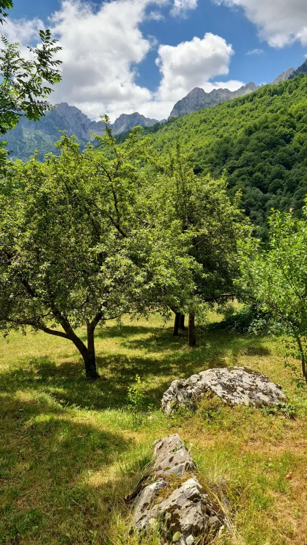 Zeleno dvorište sa stablima i pogledom na planine u pozadini.