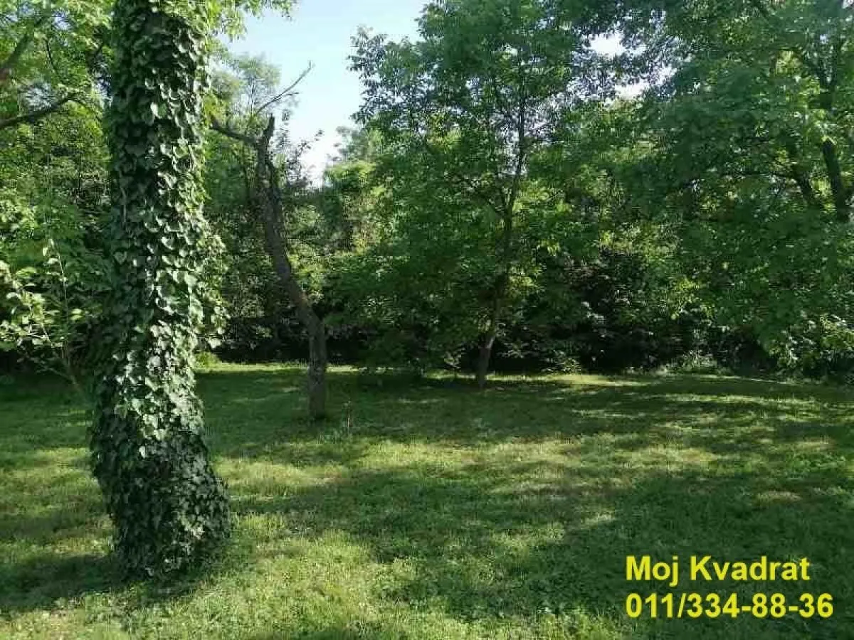 Zeleno dvorište sa drvećem i rastinjem.