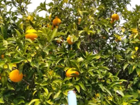 Sale, house, 55m², Kruče, Ulcinj - image 12