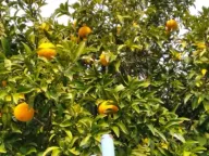 Sale, house, 55m², Kruče, Ulcinj - image 12