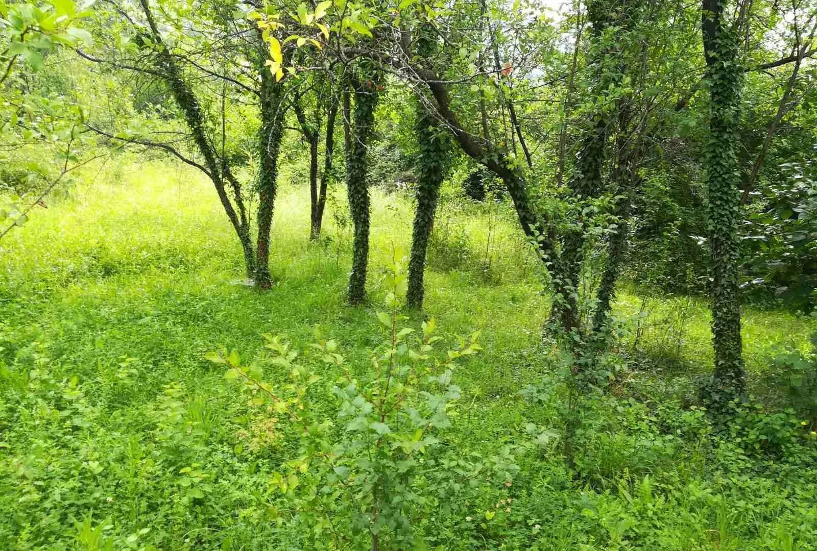 Prodaja, plac, 9142m², Danilovgrad, Crna Gora