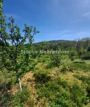 Pogled na voćnjak i zelenu površinu sa drvećem. - image 6