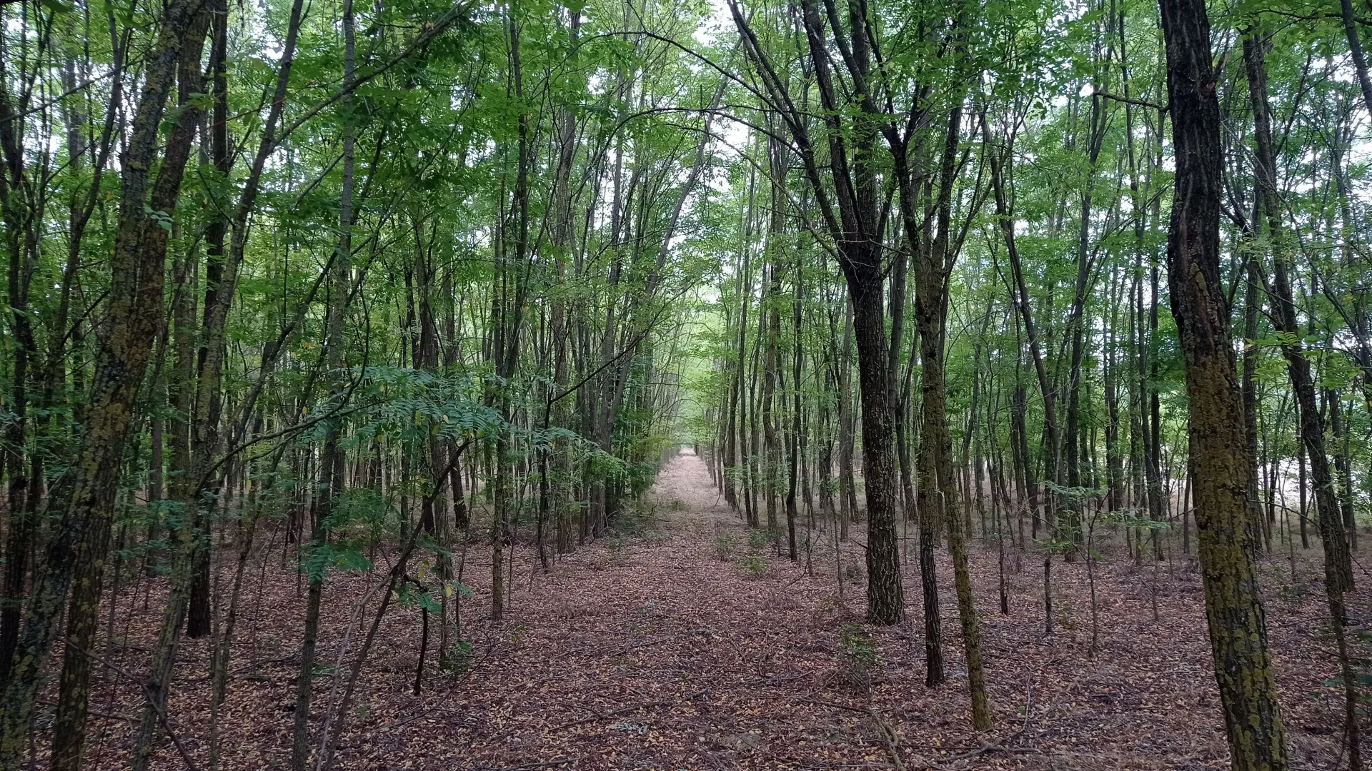 Prodaja, plac, 5207m², Kelebija, Subotica