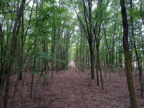 Zemljište in Kelebija