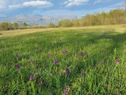 Zemljište in Jastreb