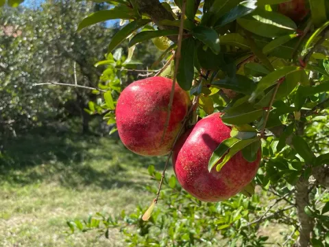 Prodaja, plac, 50000m², Bar, Crna Gora - image 10