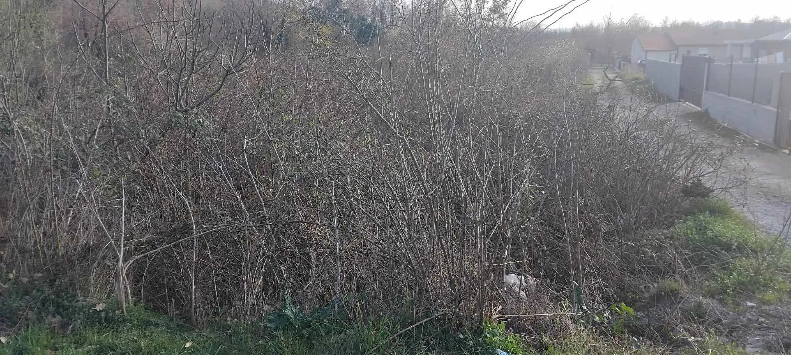 Pogled na zarasli plac sa rastinjem i prilaznim putem.