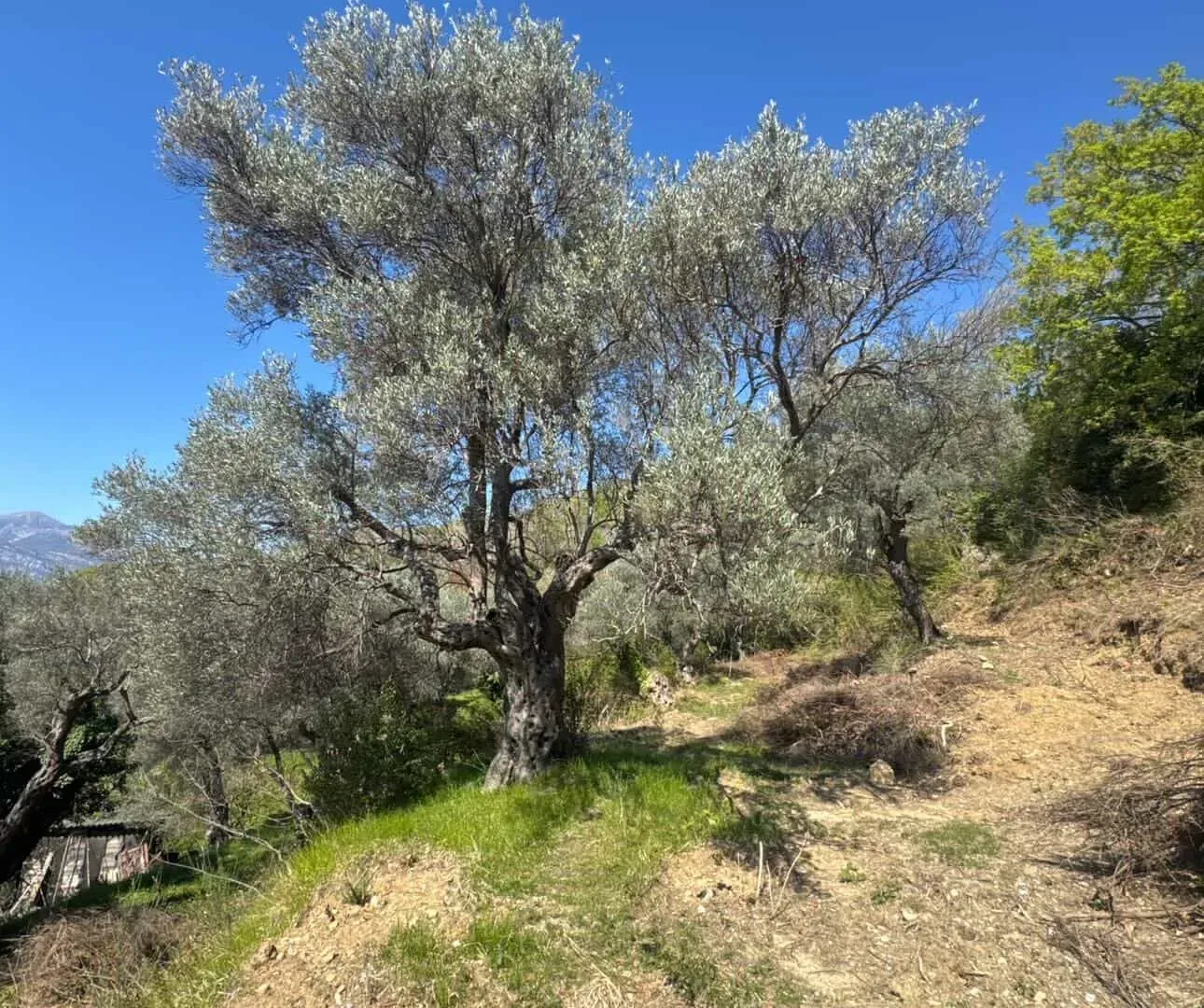 Prodaja, plac, 4000m², Zaljevo, Bar