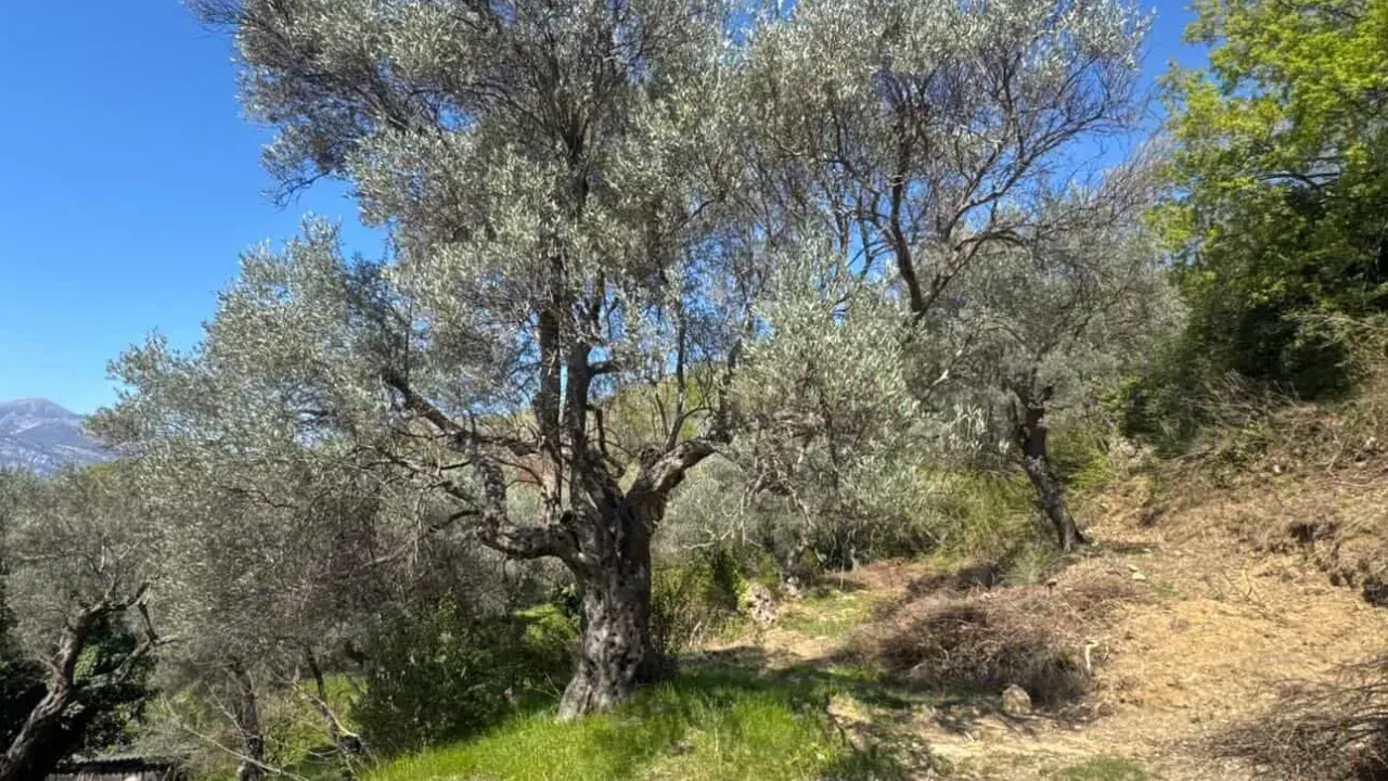 Prodaja, plac, 4000m², Zaljevo, Bar