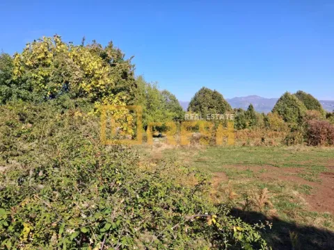 Pogled na zeleno dvorište i okolno rastinje. - image 4