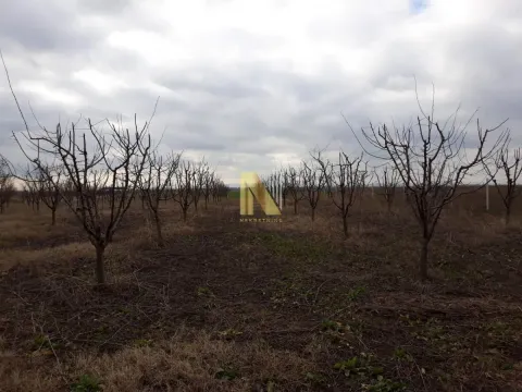 Prodaja, plac, 74000m², Žabalj, Srbija - image 6