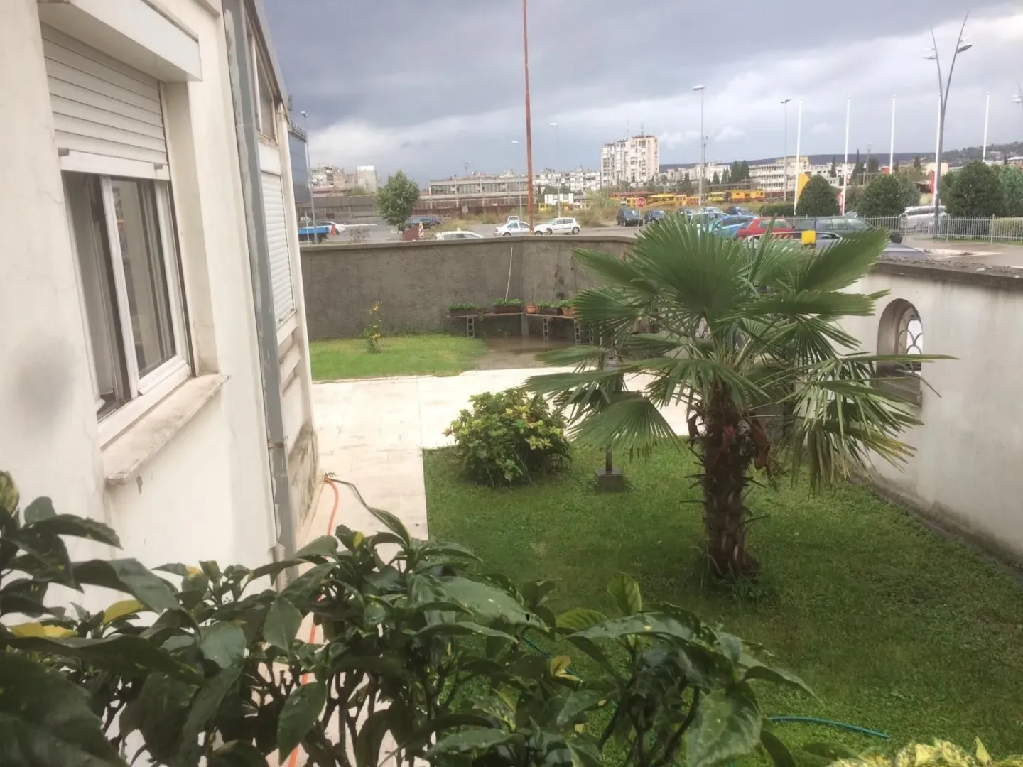 A house yard with a lawn and a small palm tree.