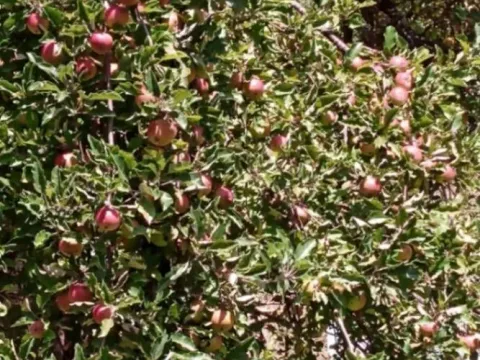 Prodaja, kuća, 120m², Gračanica, Andrijevica - image 12