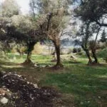 Prodaja, plac, 7000m², Podi, Herceg Novi - image 6