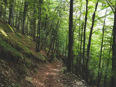 Prodaja, plac, 56184m², Lukovo, Nikšić - image 2