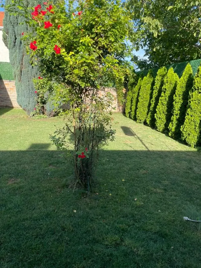 Uređeno dvorište sa travnjakom i zelenilom.