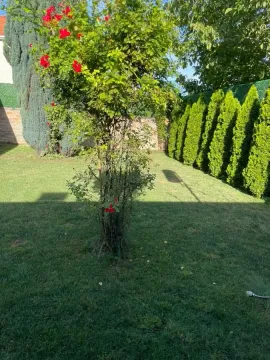 Uređeno dvorište sa travnjakom i zelenilom. - image 47