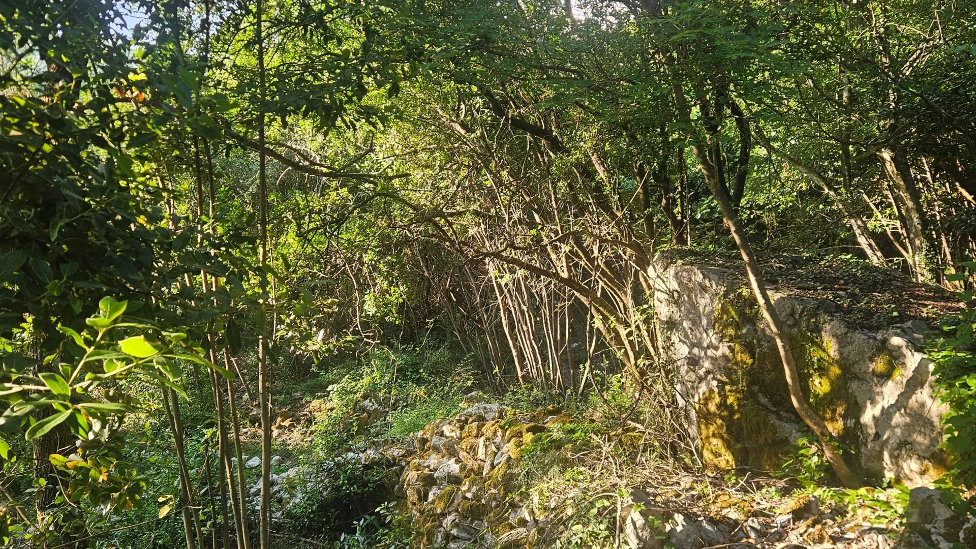 Prodaja, plac, 8000m², Mojdež, Herceg Novi