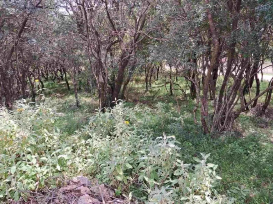 Prodaja, plac, 2000m², Kunje, Bar