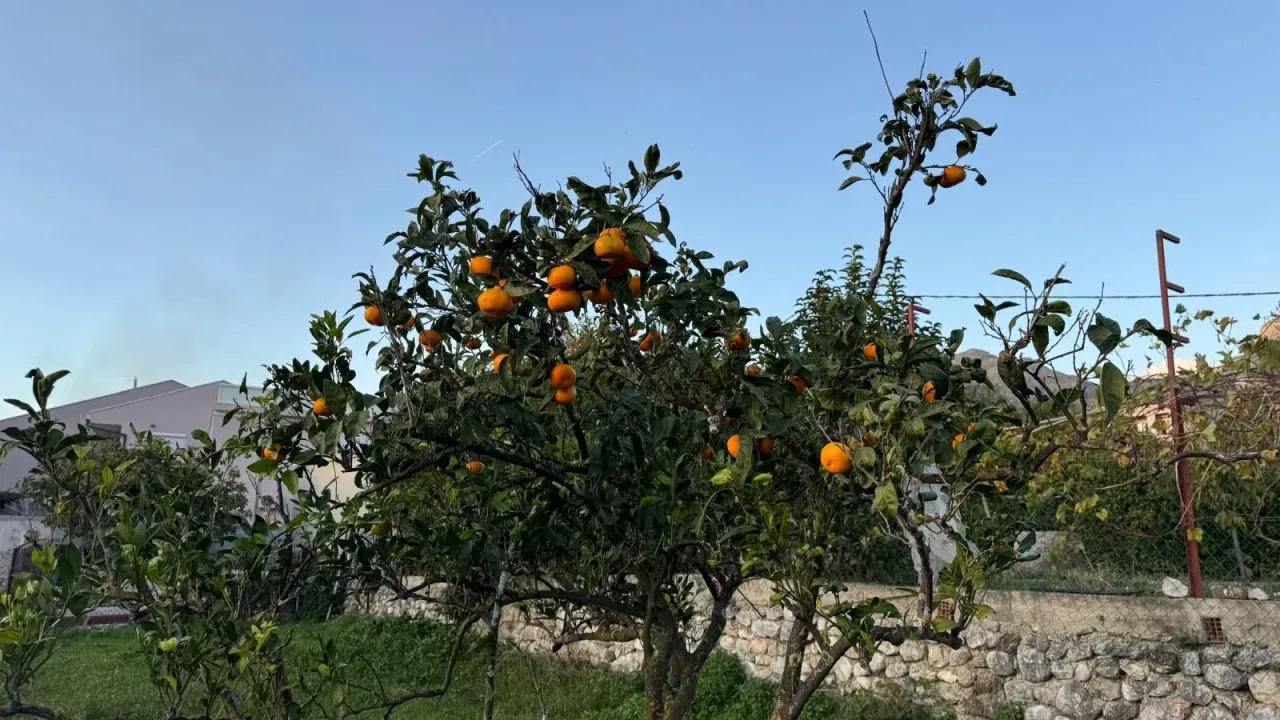 Sale, land lot, 5000m², Čeluga, Bar