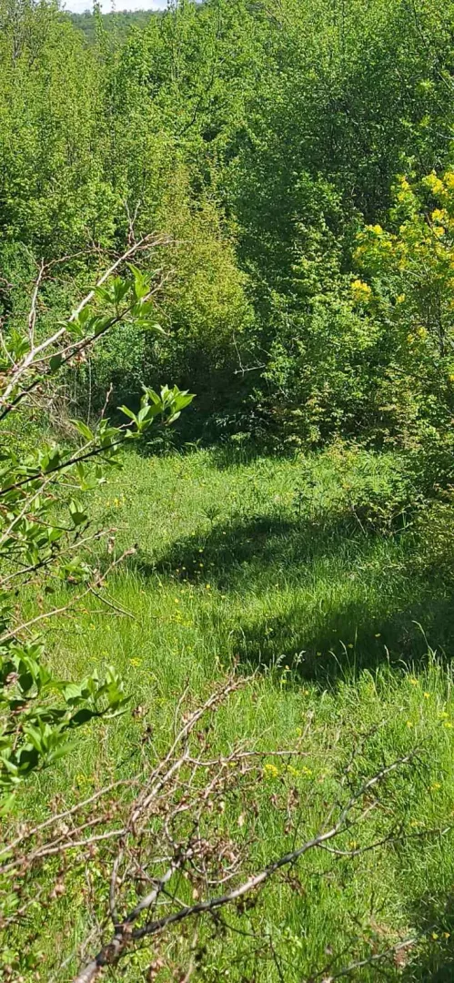 Zelena površina sa travom i drvećem u prirodi.