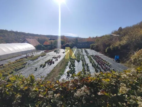 Sale, land lot, 2200m², Sremska Kamenica, Petrovaradin - image 5