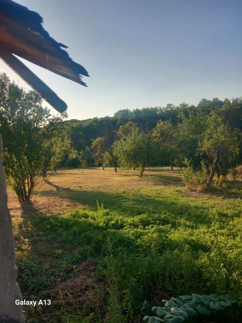 Pogled na zeleno dvorište sa stablima i travnjakom.