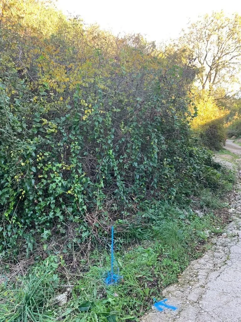 Prodaja, plac, 1594m², Utjeha, Bar