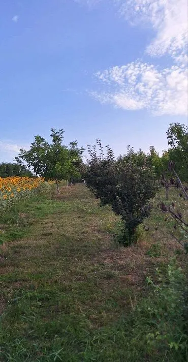 Prodaja, plac, 11894m², Banja Vrdnik, Irig