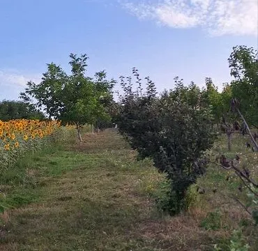 Sale, land lot, 11894m², Banja Vrdnik, Irig - image 8