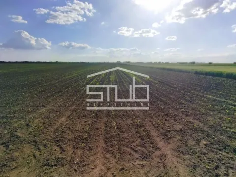 Prodaja, plac, 12300m², Novi Banovci, Stara Pazova - image 3