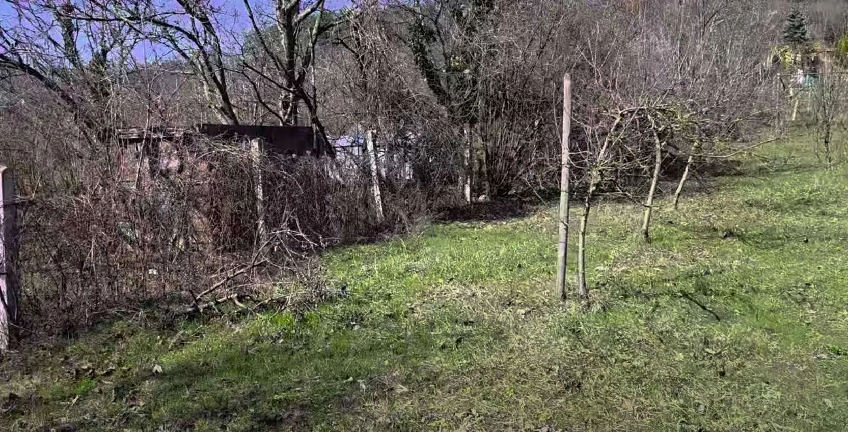 Pogled na plac obrastao travom i rastinjem sa drvećem.