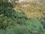 Prodaja, plac, 9800m², Tomba, Bar - image 4