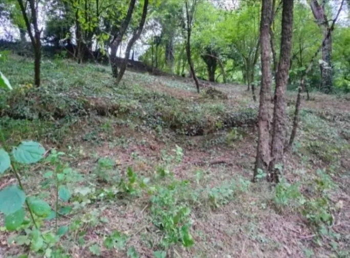 Prodaja, plac, 8500m², Frutak, Danilovgrad