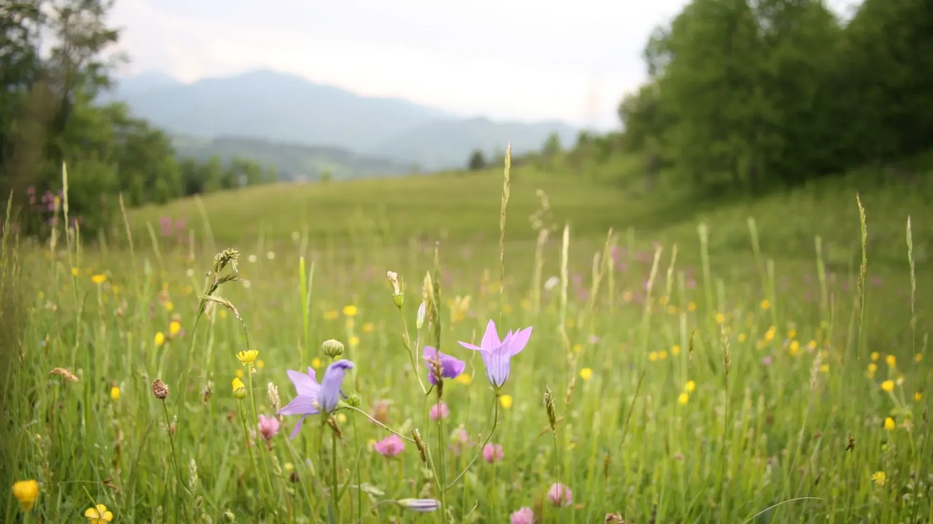Prodaja, plac, 5200m², Kolašin, Crna Gora