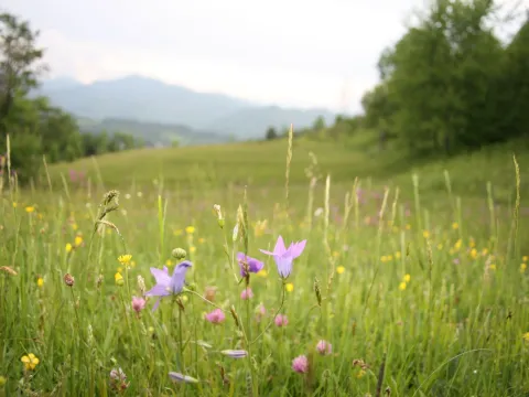 Prodaja, plac, 5200m², Kolašin, Crna Gora - image 2