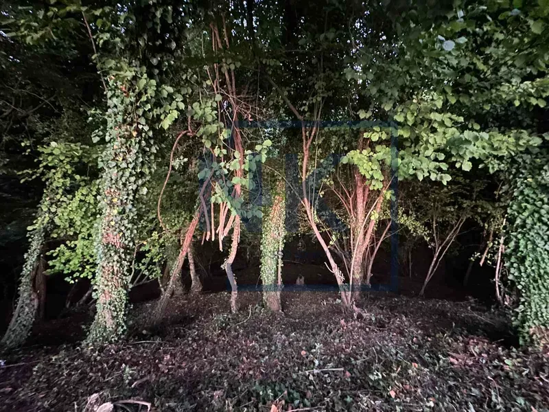 Dense wooded area with trees and vegetation.