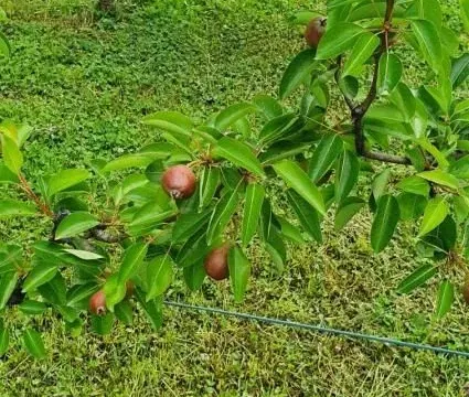 Prodaja, kuća, 360m², Irig, Srbija - image 22