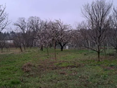 Prodaja, kuća, 45m², Čortanovci, Inđija - image 9