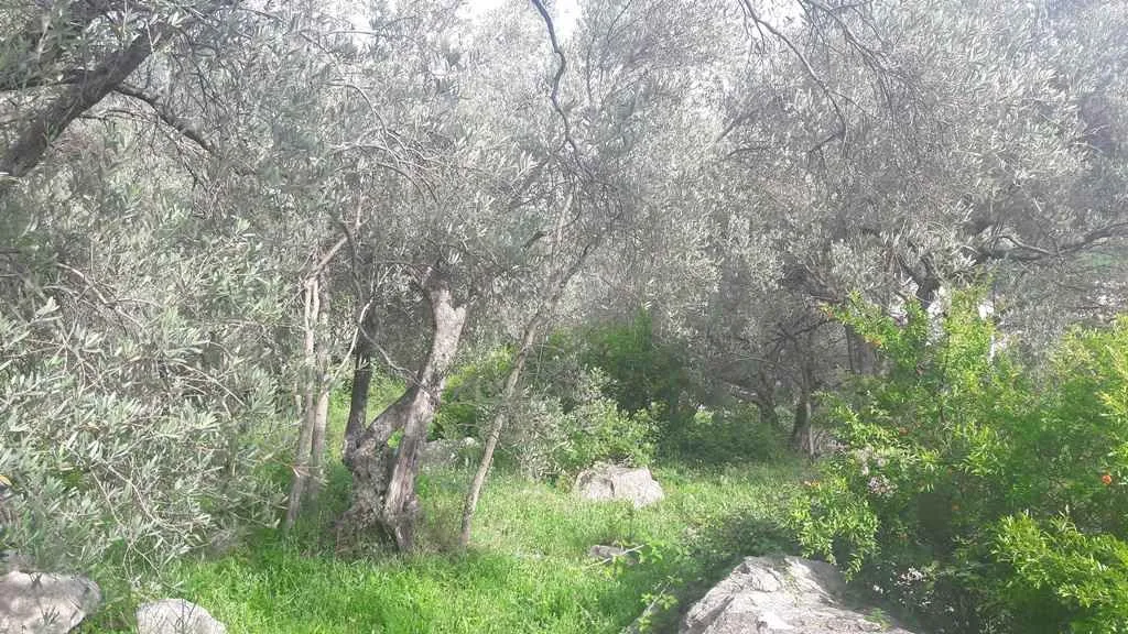 Zemljište sa starim stablima maslina i zelenilom.