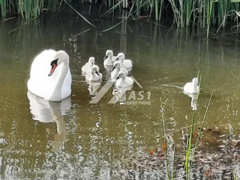 Prodaja, kuća, 100m², Žabalj, Srbija - image 4
