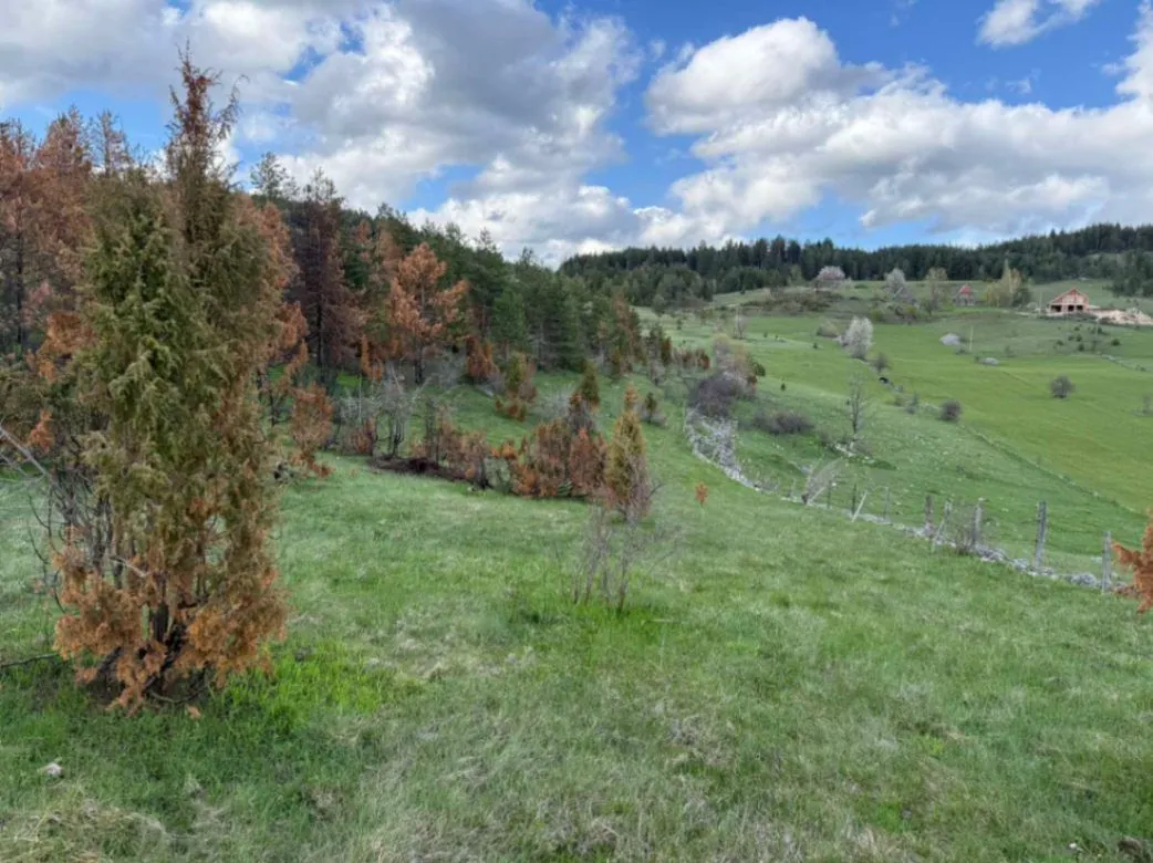 Prodaja, plac, 8000m², Žabljak, Crna Gora