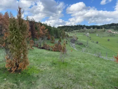 Prodaja, plac, 8000m², Žabljak, Crna Gora - image 5