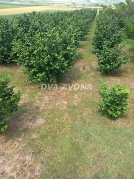 Sale, house, 206m², Beška, Inđija - image 7