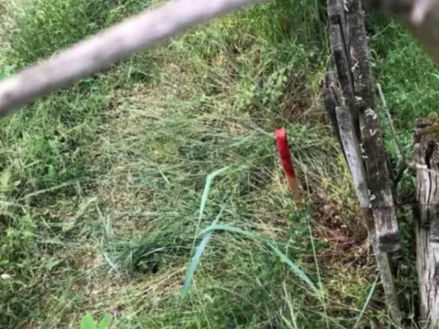 Sale, land lot, 2300m², Babe, Sopot - image 4