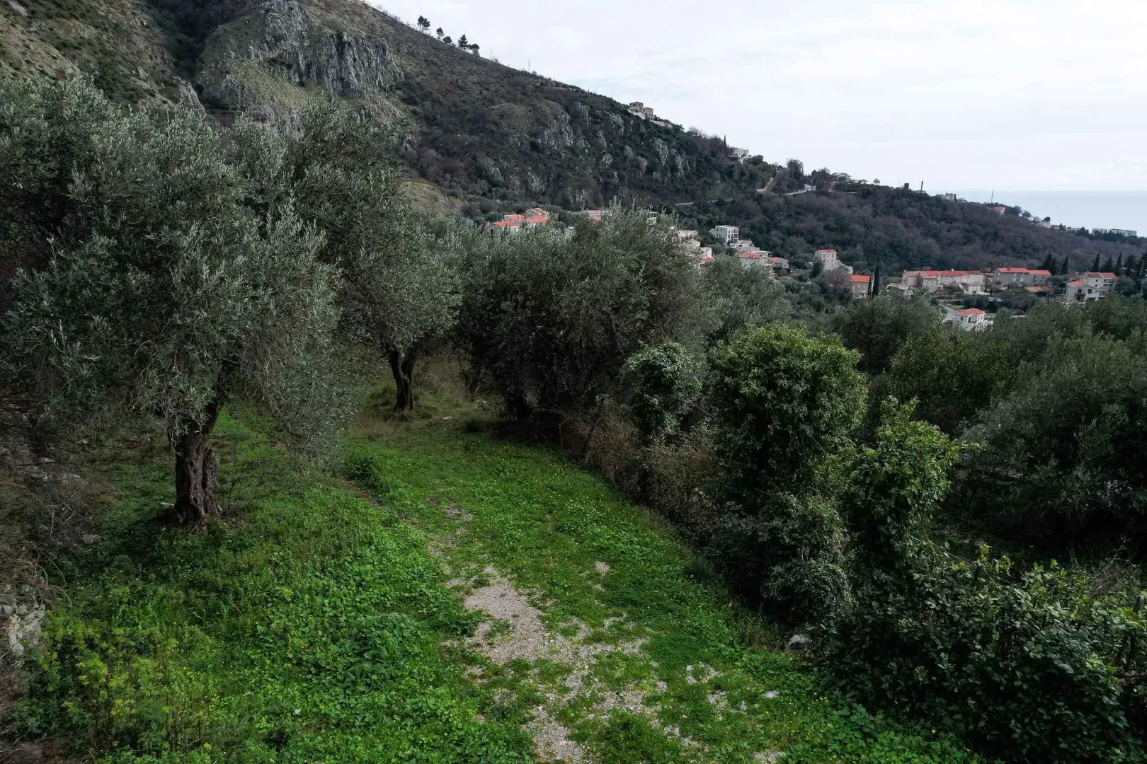 Zelenilo i maslinnjak u dvorištu sa pogledom na okolno naselje i brda.