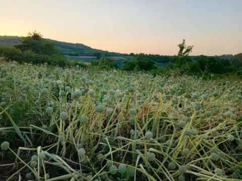 Prodaja, plac, 1450m², Višnjička Banja, Palilula Sve Podlokacije - image 8