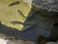 Prodaja, kuća, 302m², Herceg Novi, Crna Gora - image 10