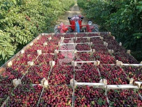 Prodaja, plac, 13700m², Koraćica, Mladenovac - image 9