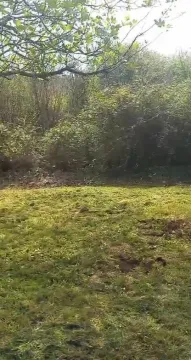 Zeleno zemljište okruženo drvećem i šumom. - image 3